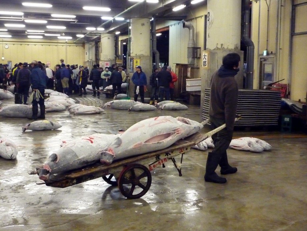 Tsukiji Tuna Auction in Tokyo, Japan