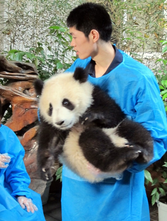 Visiting a Panda Park in Chengdu, China - Ferreting Out the Fun
