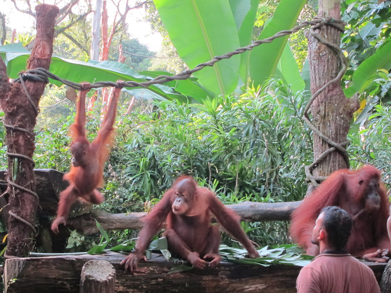 Singapore Zoo breakfast with orangutans