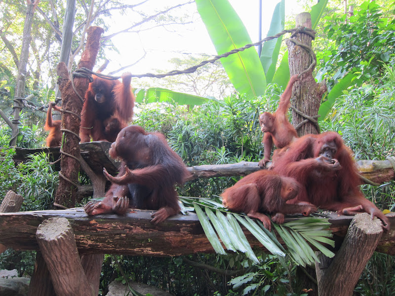 Singapore Zoo breakfast with orangutans