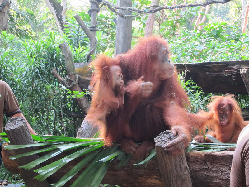 Singapore Zoo breakfast with orangutans