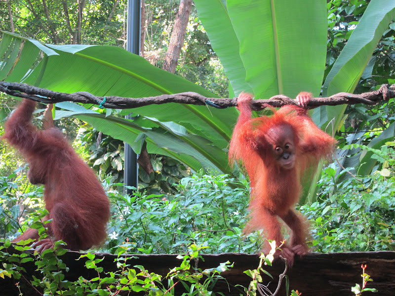 Singapore Zoo breakfast with orangutans