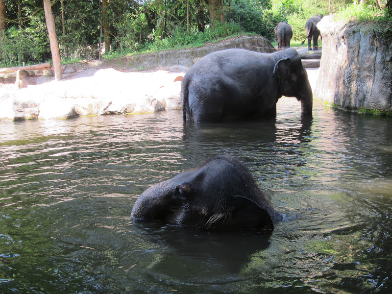 Singapore Zoo elephants