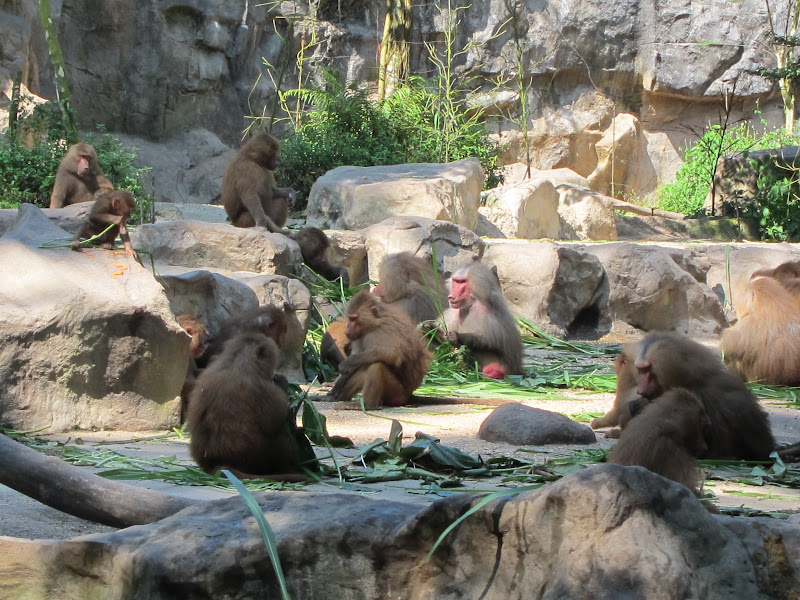 Singapore Zoo baboons