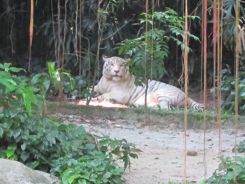 Singapore Zoo white tiger