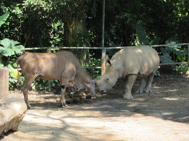 Singapore Zoo rhino