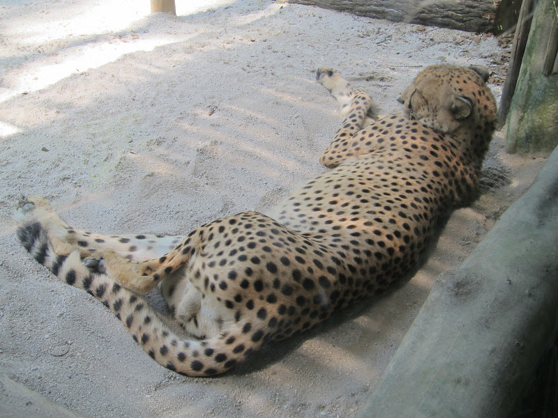 Singapore Zoo cheetah