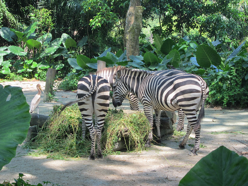 Singapore Zoo zebras