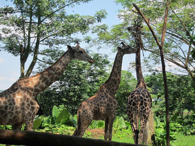 Singapore Zoo giraffes