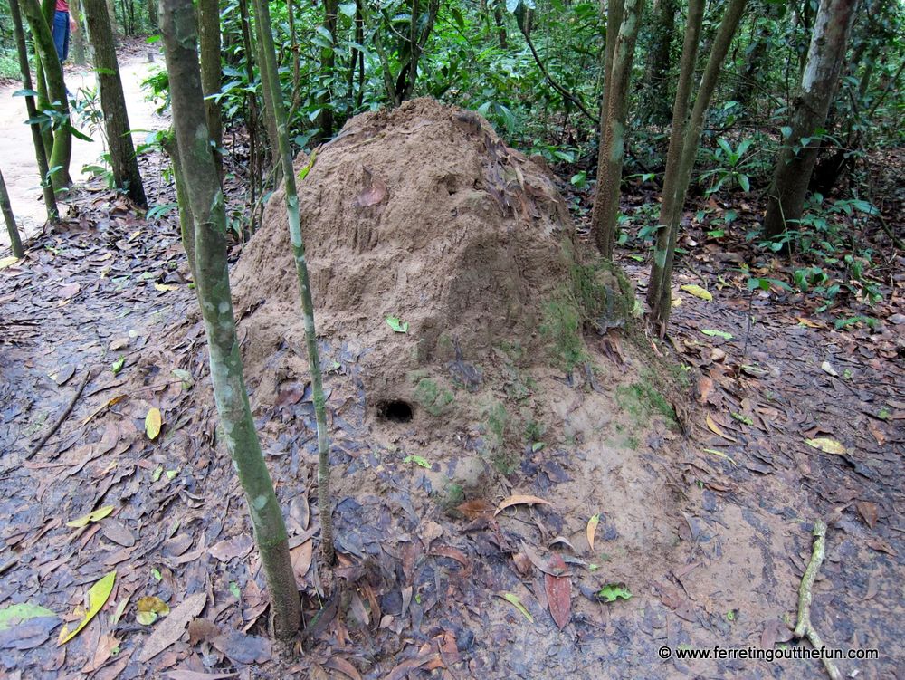 cu chi tunnels tour