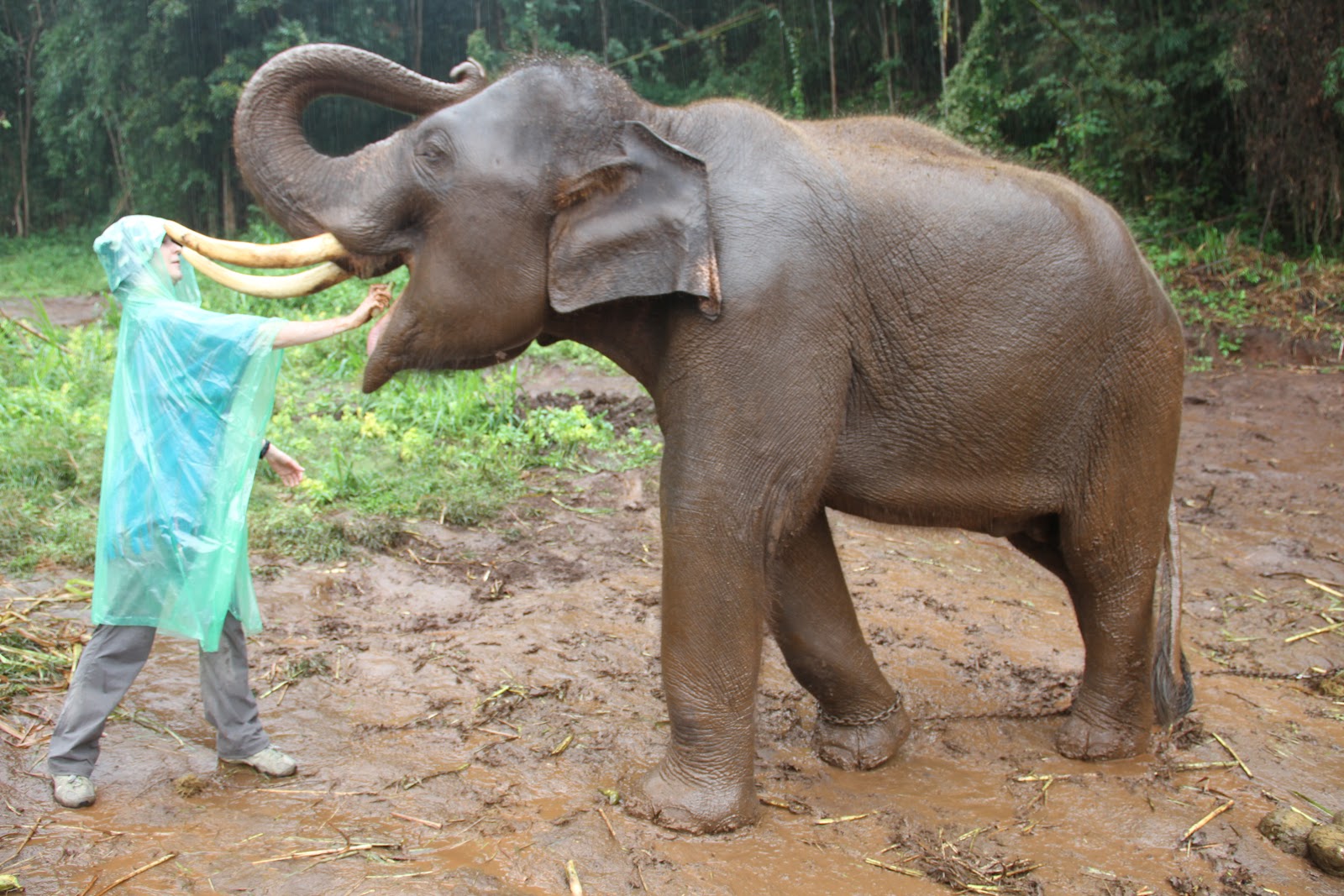 Память слона. Слон ест кору. Слон ест фрукты. Elephant present