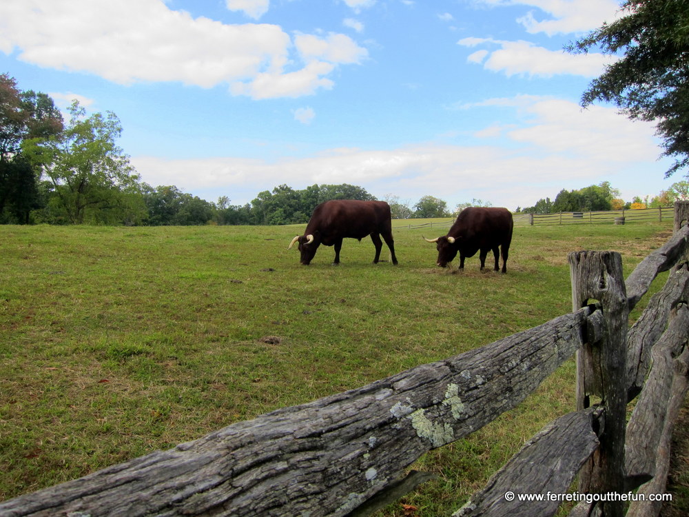 Mount Vernon farm