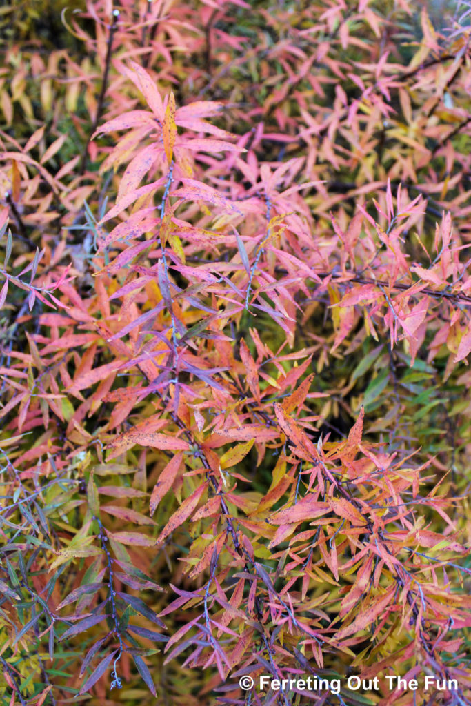 Fall foliage at the National Arboretum in Washington DC