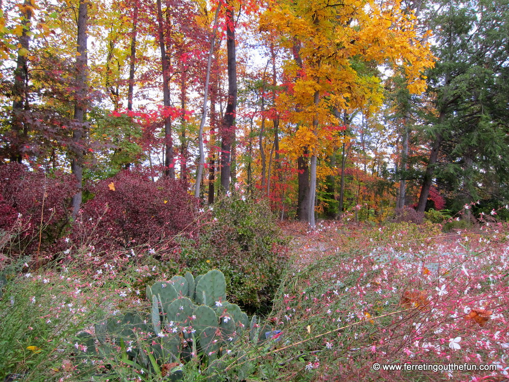 National Arboretum DC fall