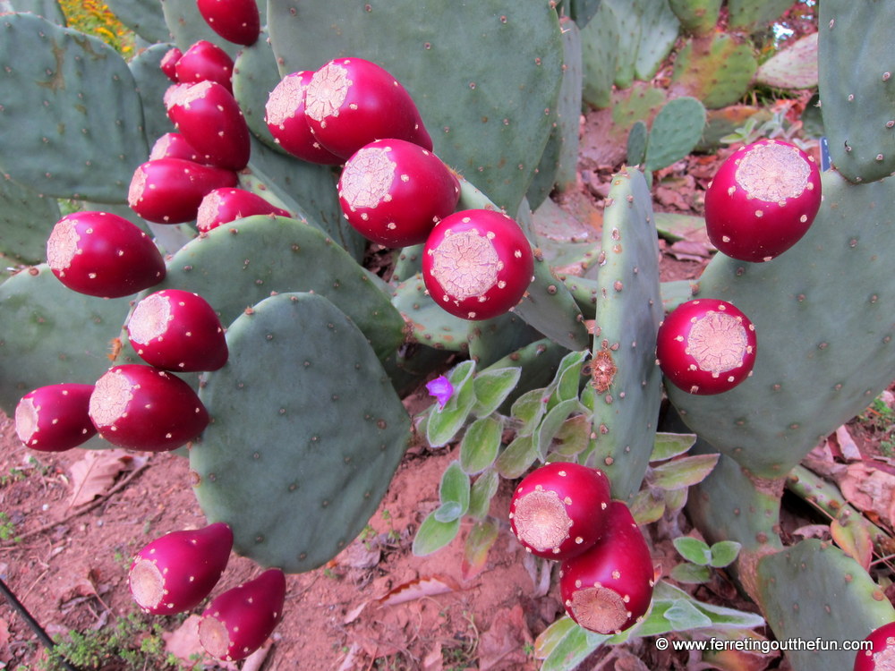 prickly pear cactus blooms