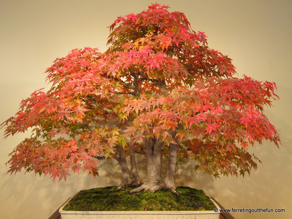 National Bonsai Garden DC