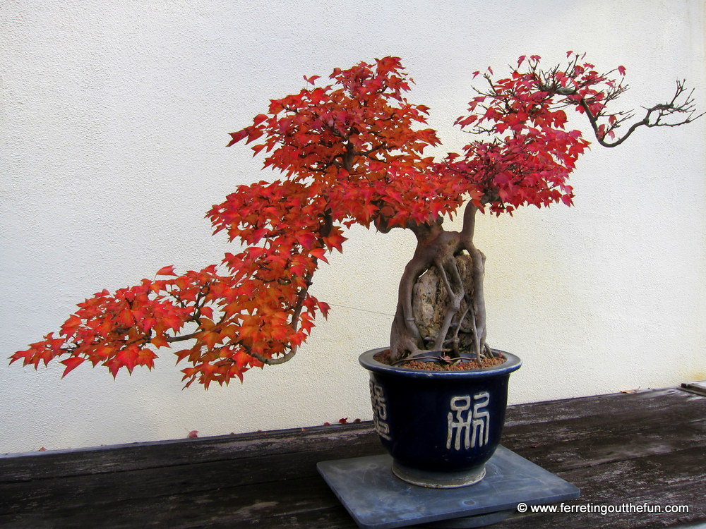 National Bonsai Garden DC