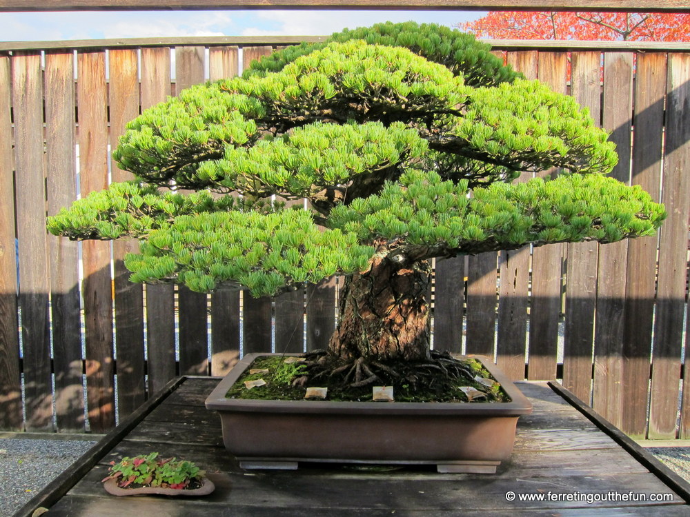 National Bonsai Garden DC