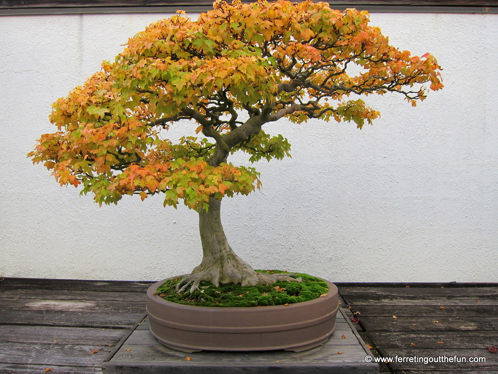 National Bonsai Garden DC