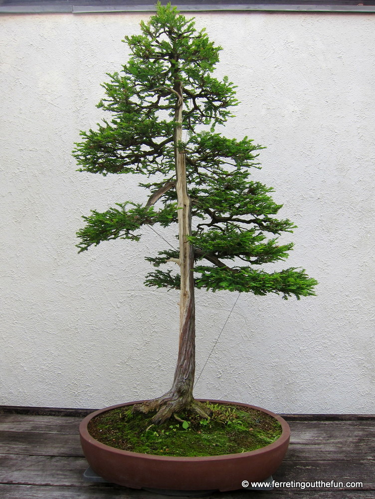 A miniature California Redwood at the National Bonsai Garden in DC