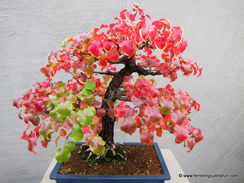 National Bonsai Garden DC