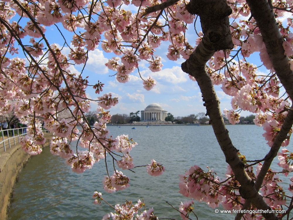 DC cherry blossom festival