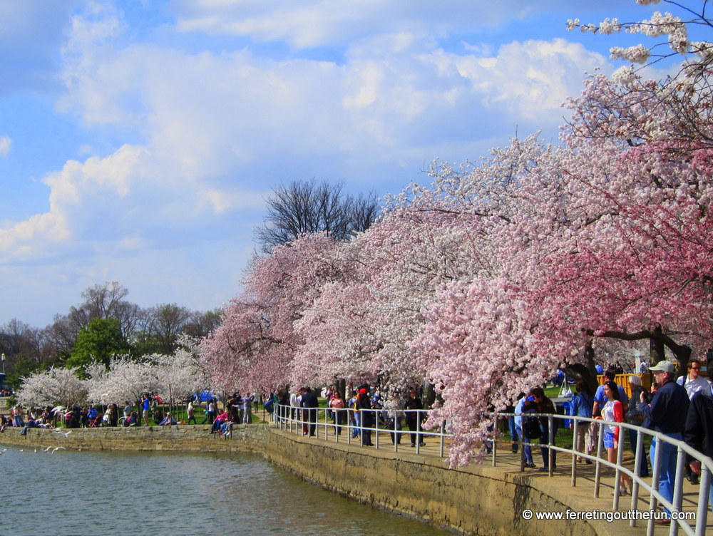 DC cherry blossom festival