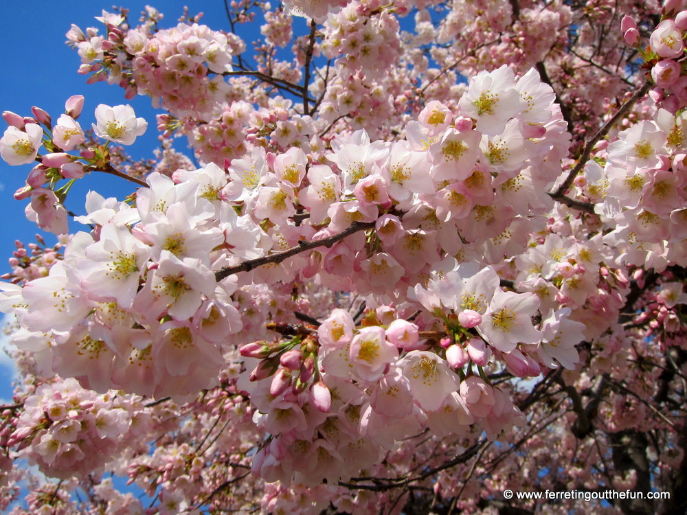 DC cherry blossoms