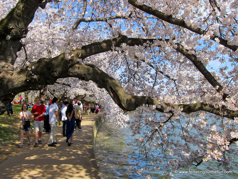 DC cherry blossom festival