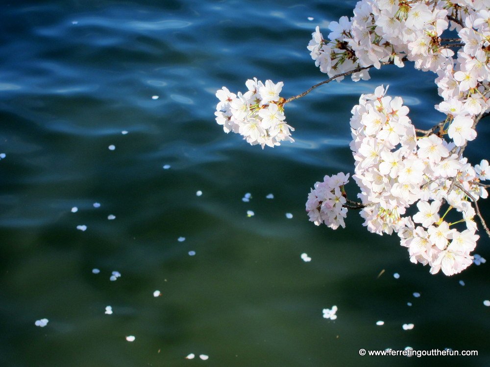 DC cherry blossoms