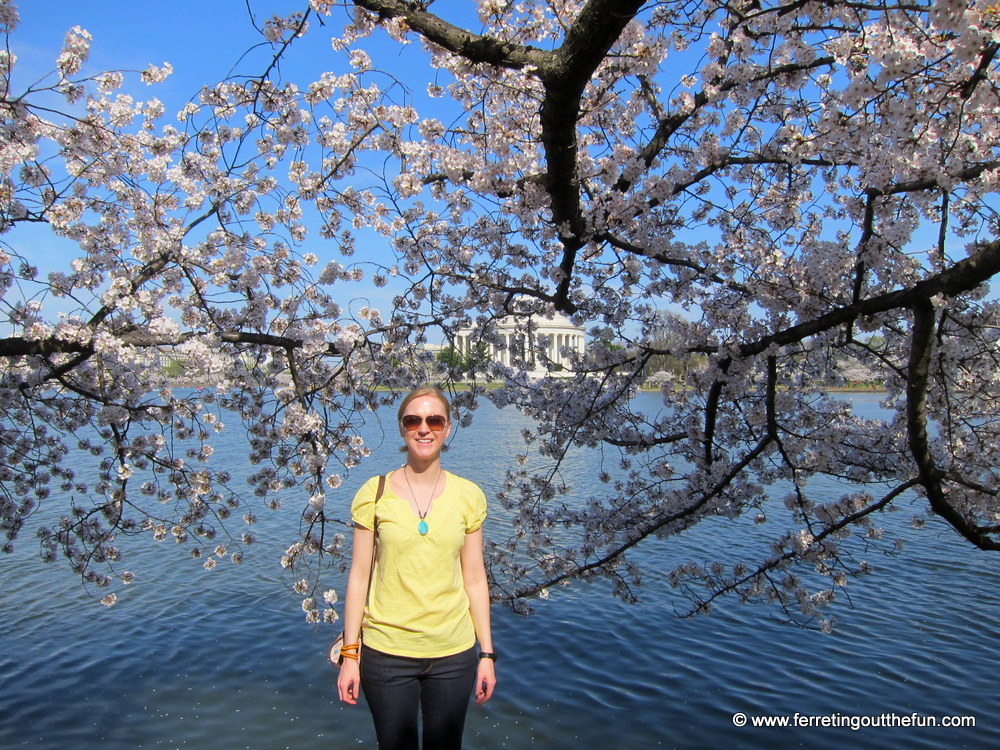 Tidal Basin cherry blossoms