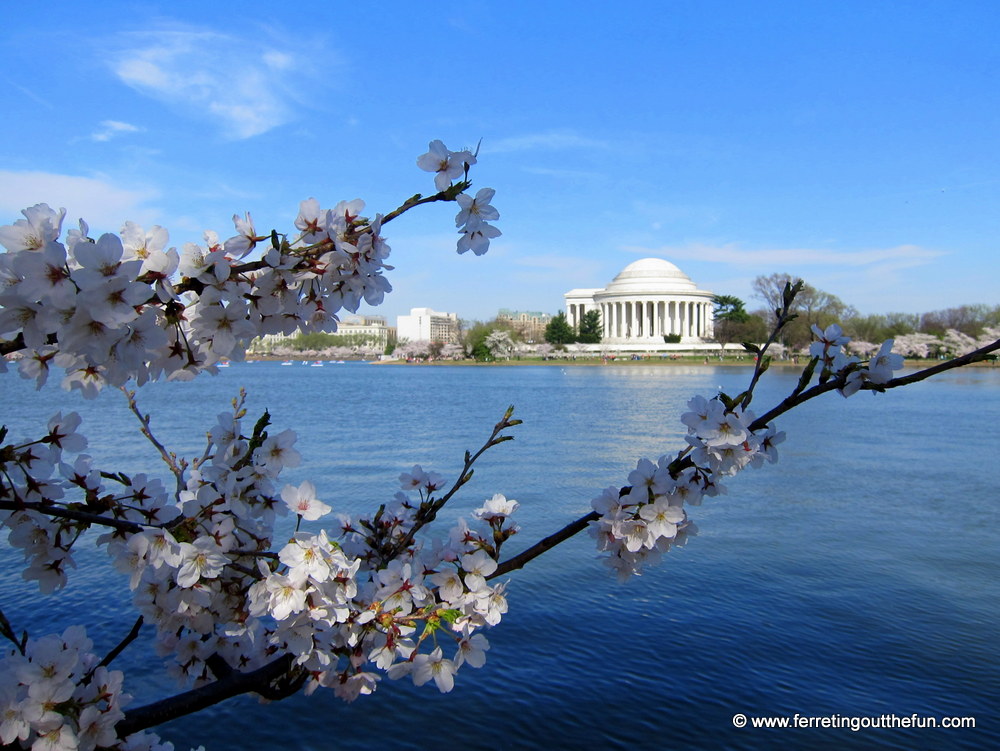 DC cherry blossoms