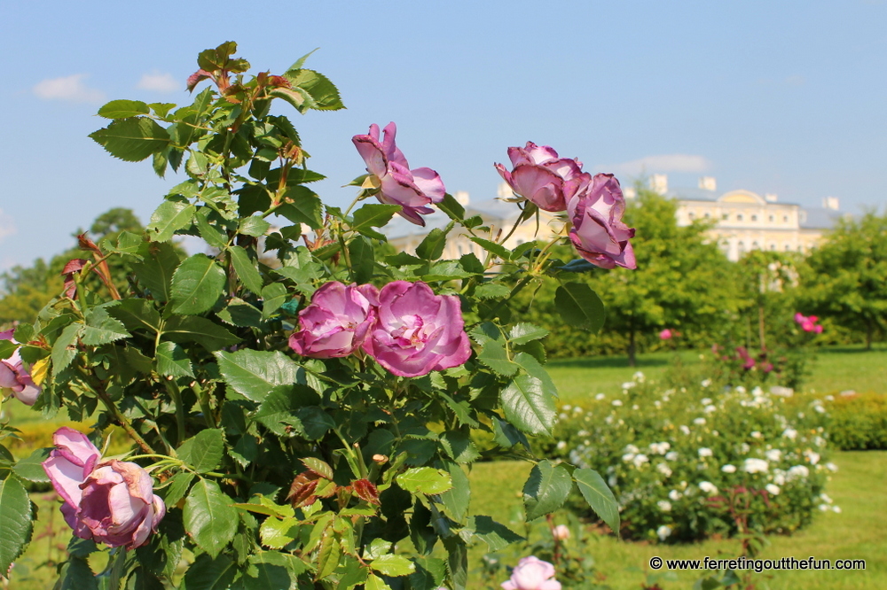 Rundale Palace rose garden