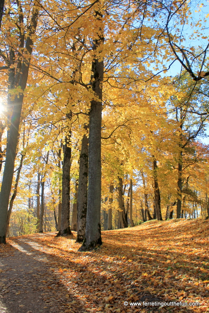 Autumn sunshine in Gauja National Park, Latvia