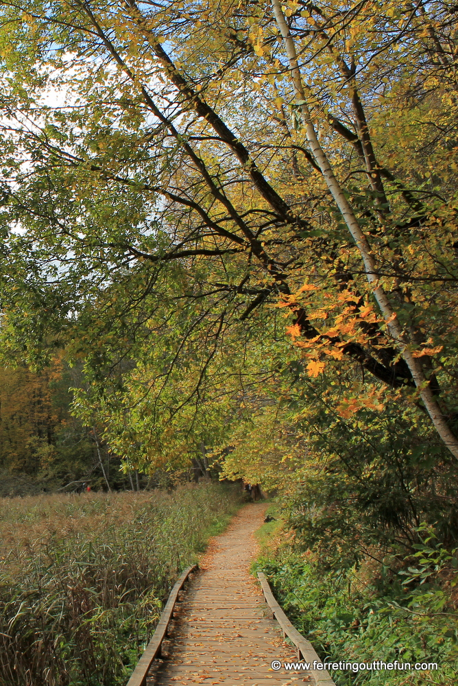 Autumn in Guaja National Park near Sigulda, Latvia