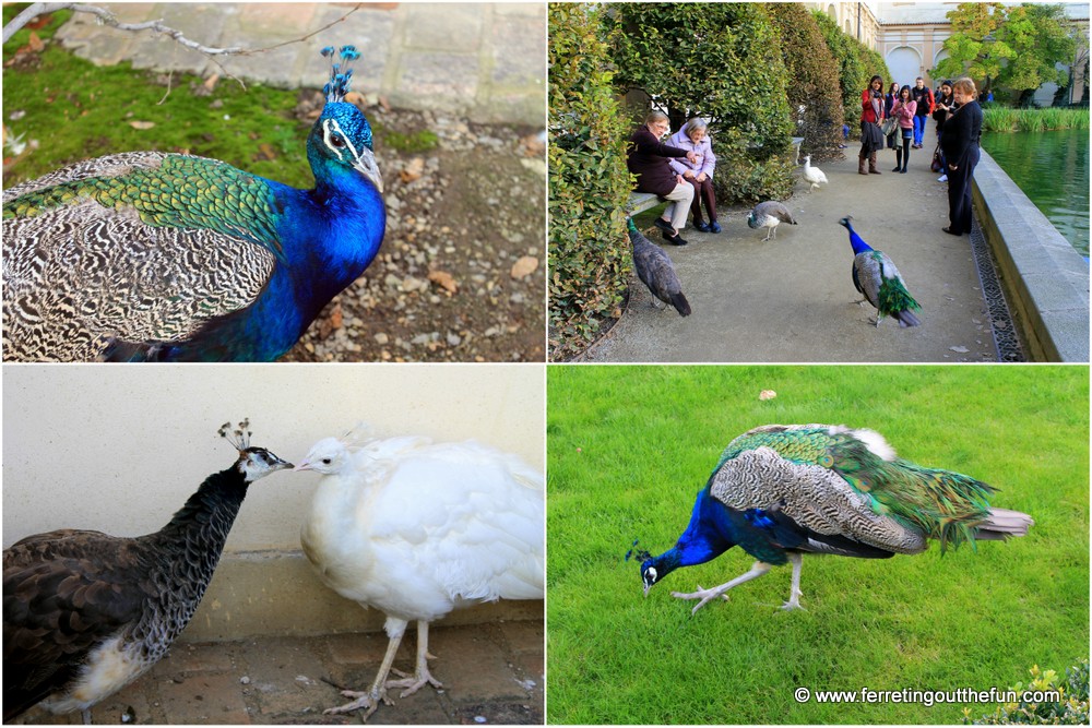 Prague Wallenstein Gardens Peacocks