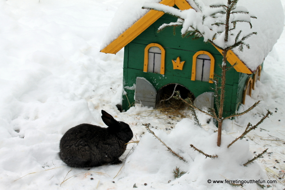Riga snow bunny