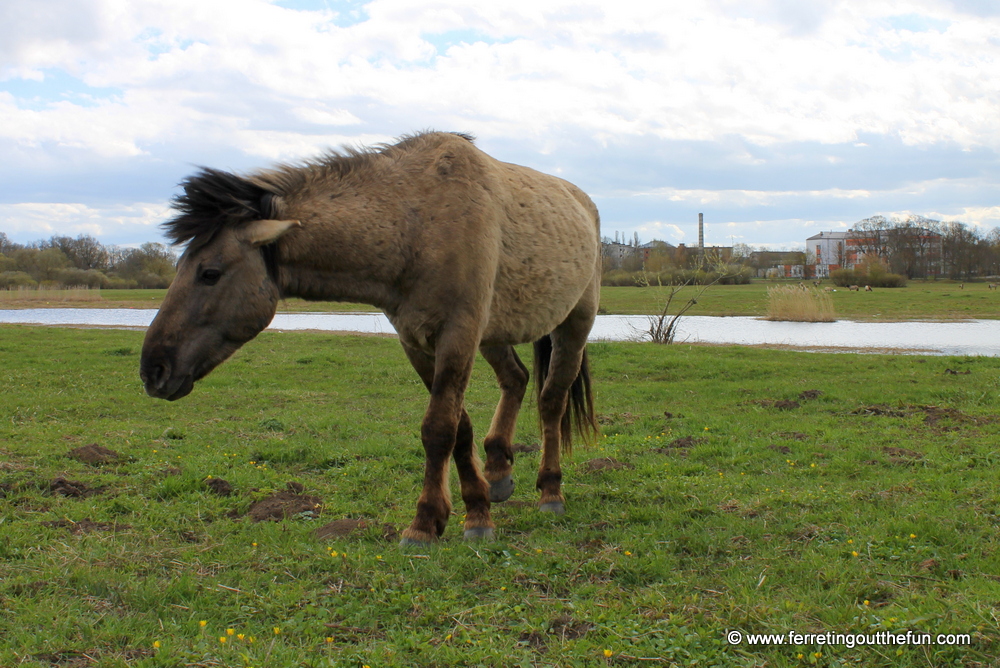 Jelgava wild horses