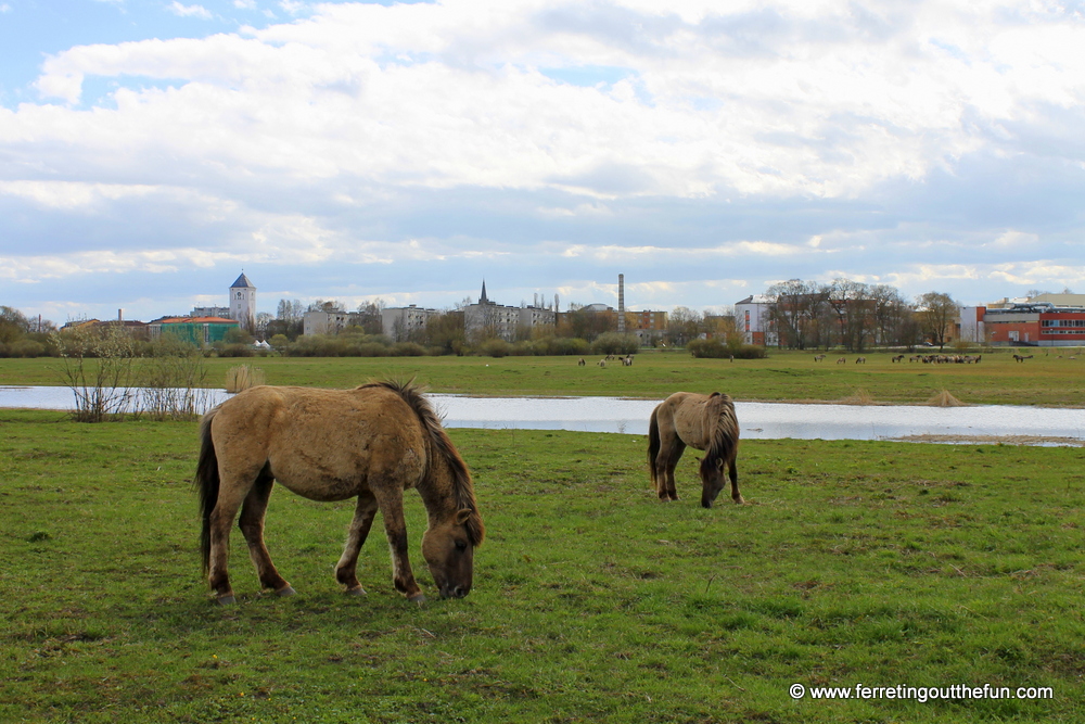 Jelgava wild horses
