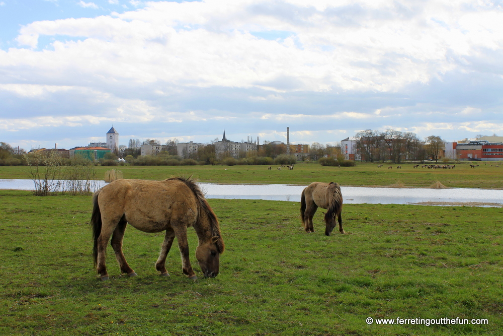 jelgava wild horses