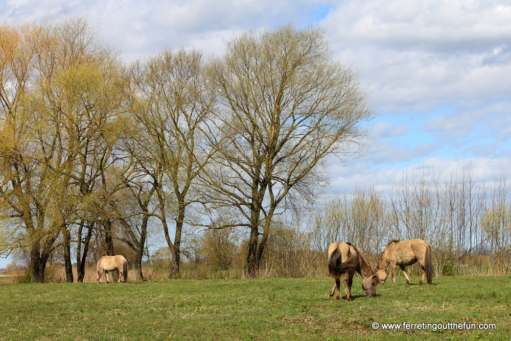 Jelgava wild horses