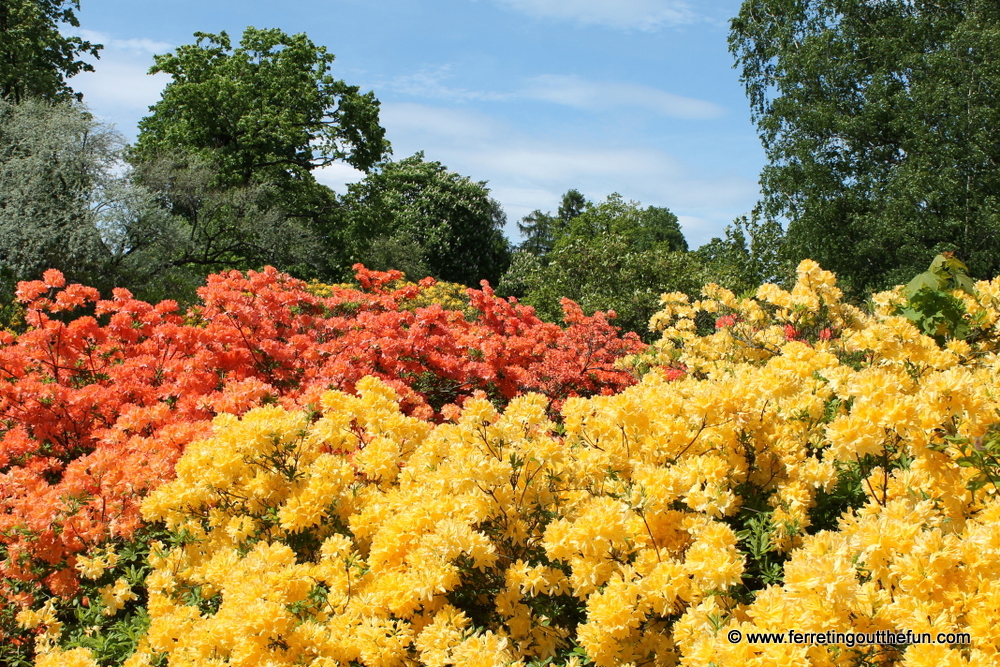 Riga rhododendron garden