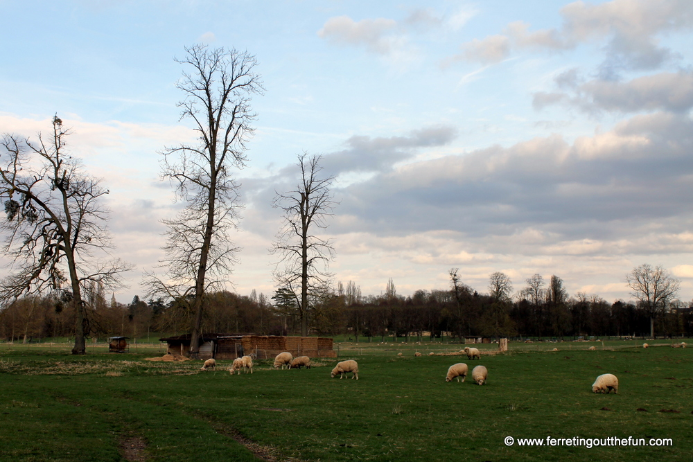 sheep meadow versailles