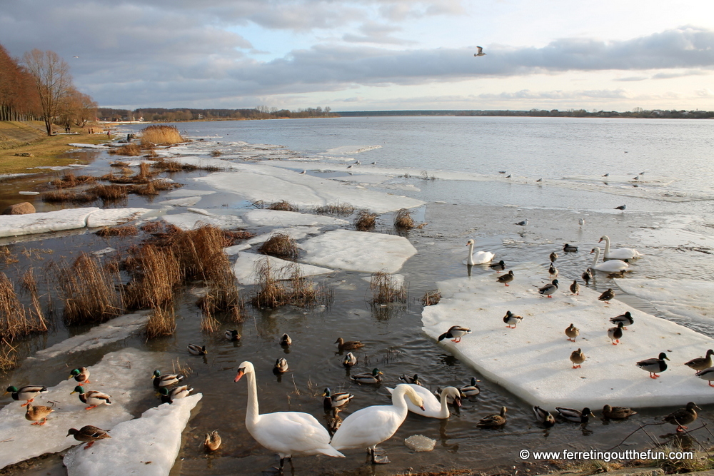 riga river swans