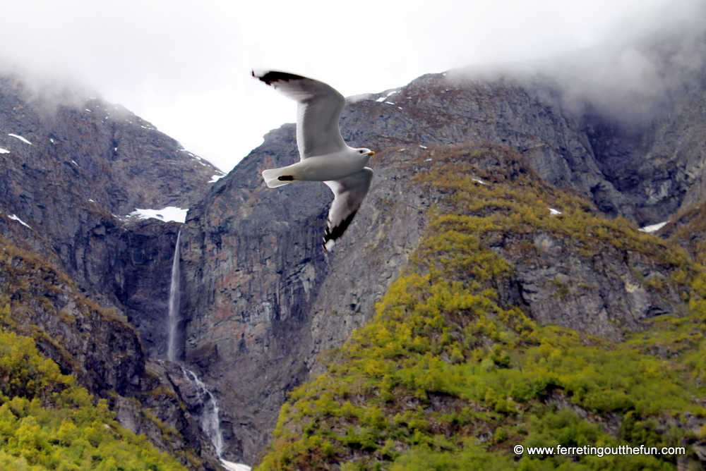 Norway in a Nutshell Fjord Cruise