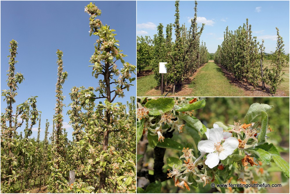 Dobele Apple Trees