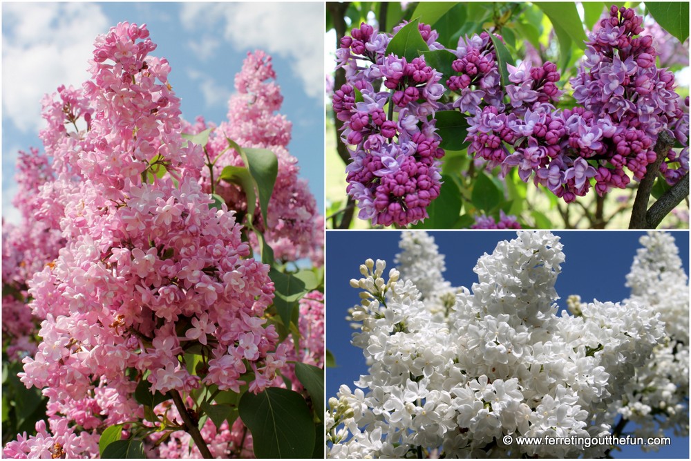 Dobele Lilac Garden