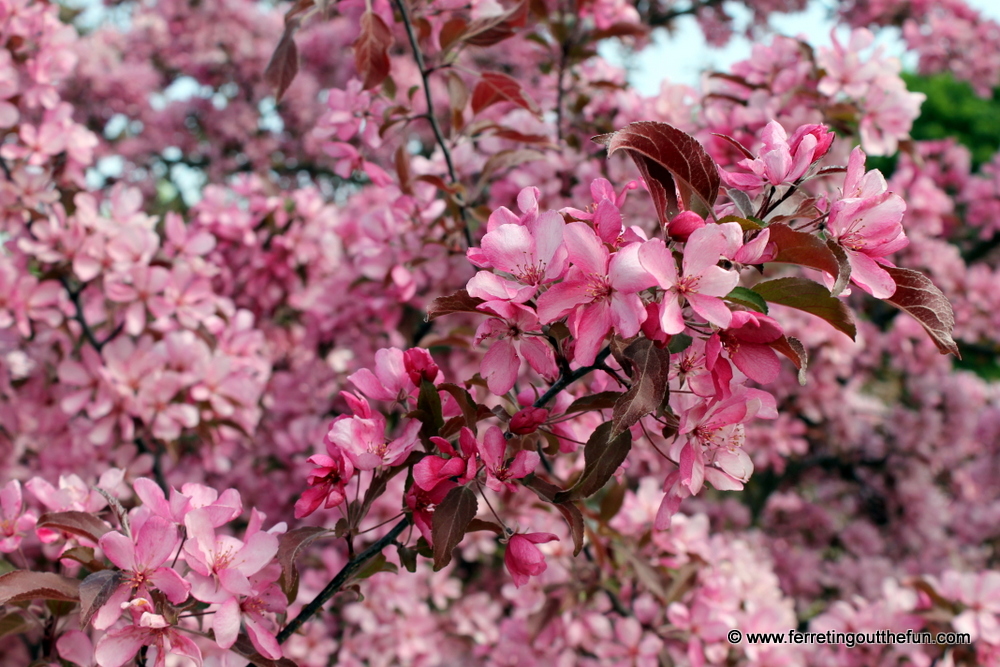 Pink Tree Blossoms