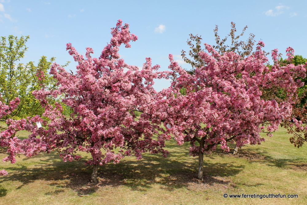 Dobele Fruit Trees