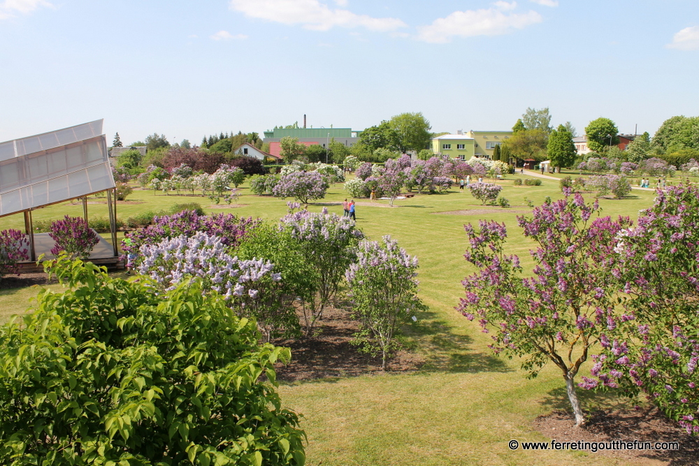 Dobele Lilac Festival
